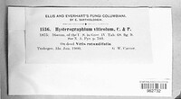 Hysterographium viticola image